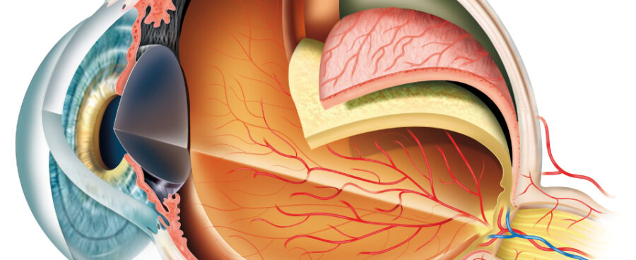 eye anatomy model